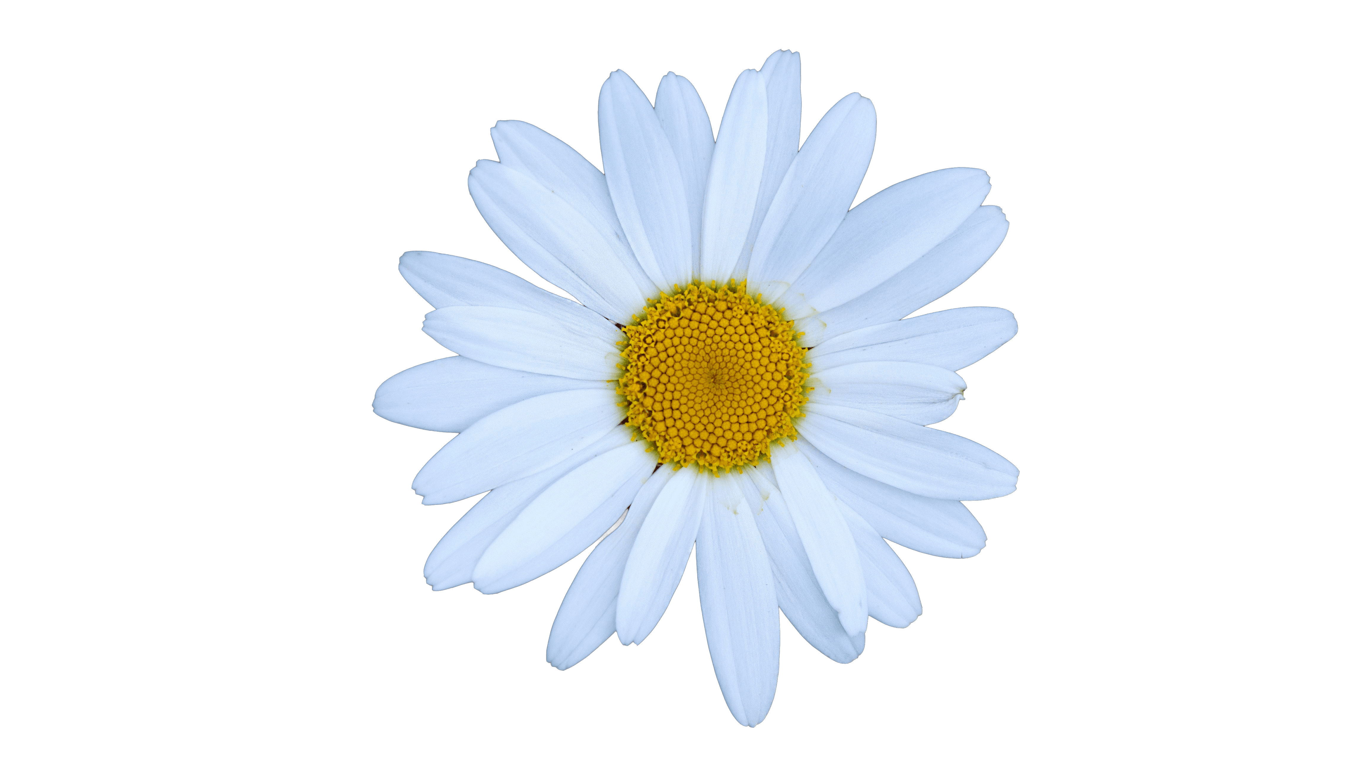 floating daisy flower