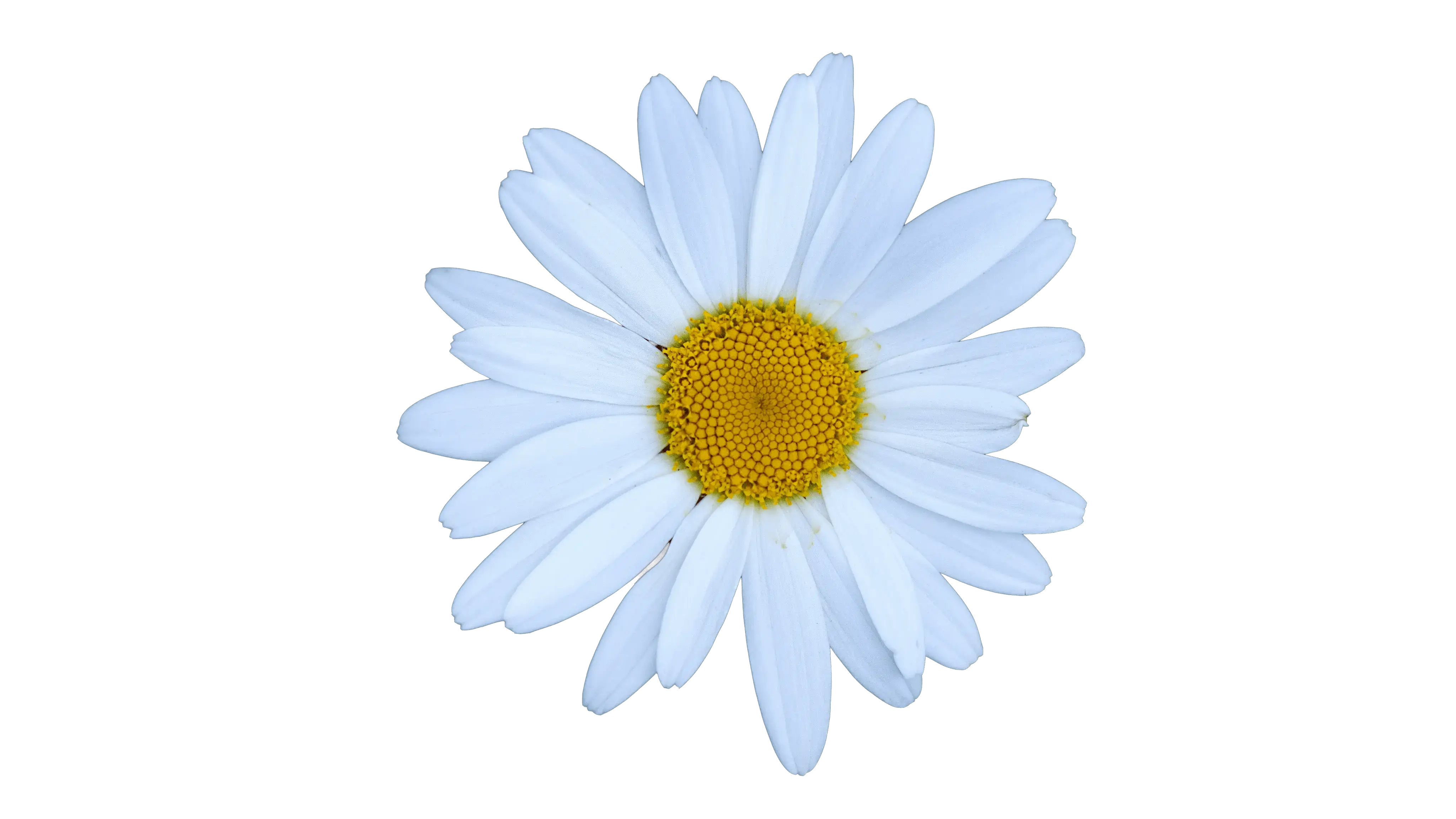 floating daisy flower