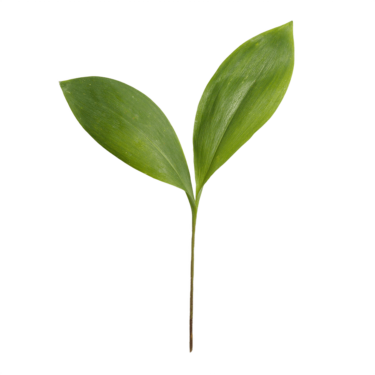 floating green leaves