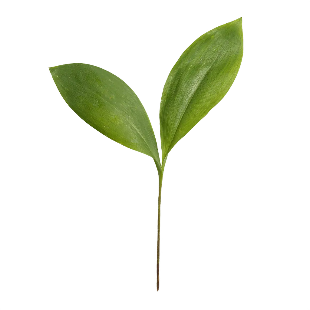 floating green leaves